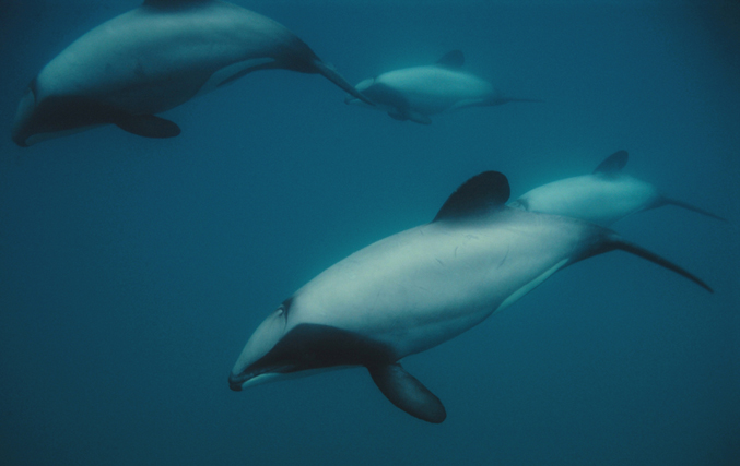 steve dawson dolphins underwater pod zoe helene 677