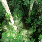 Amazon Primary Rainforest